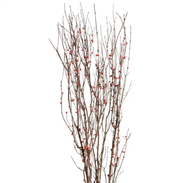 Natural Berried Branches with Red Berries