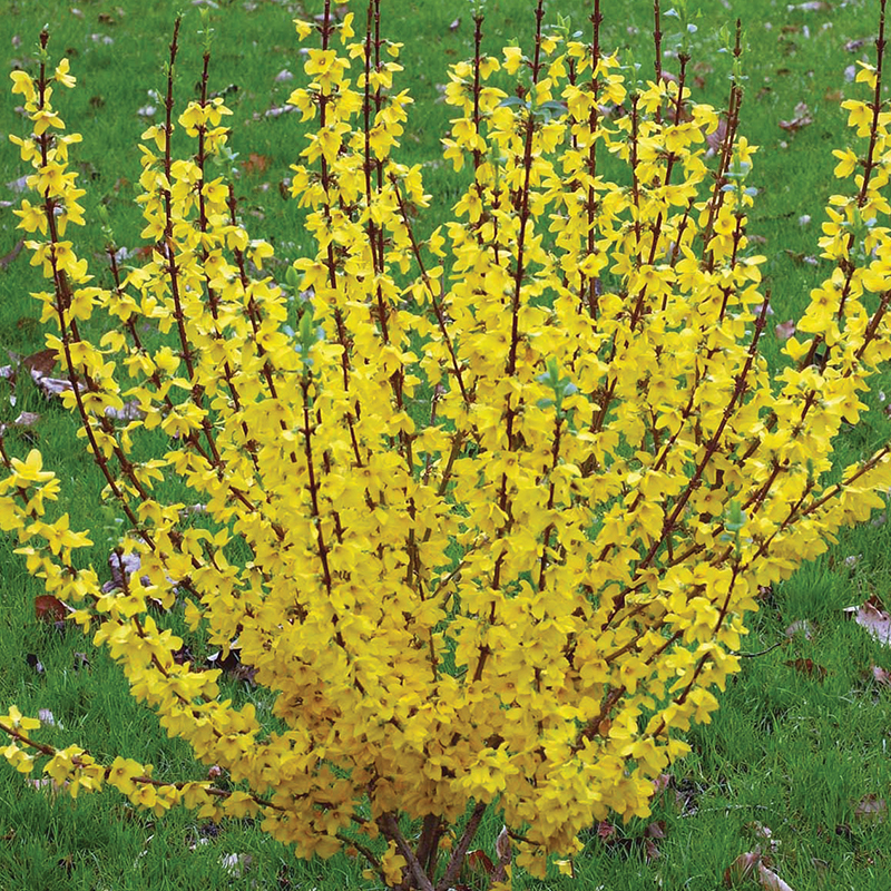 FORSYTHIA