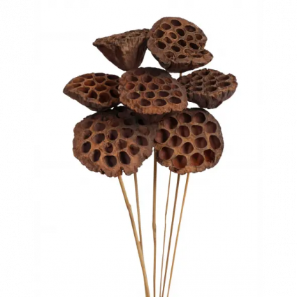 Natural Lotus Pod Stems 