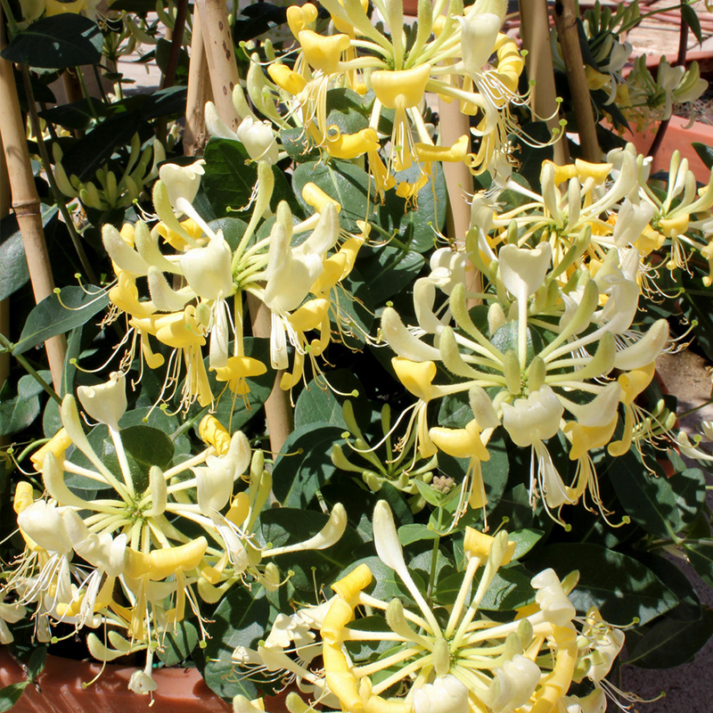 HONEYSUCKLE PROVEN WINNERS