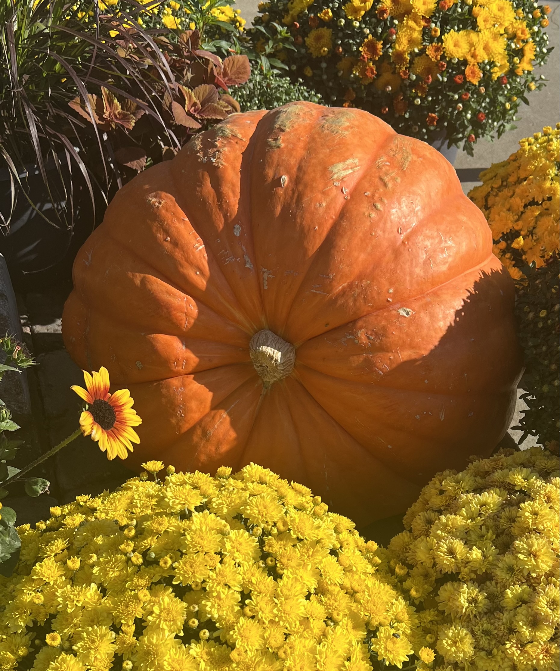 Medium Jack 'O Lantern Pumpkin