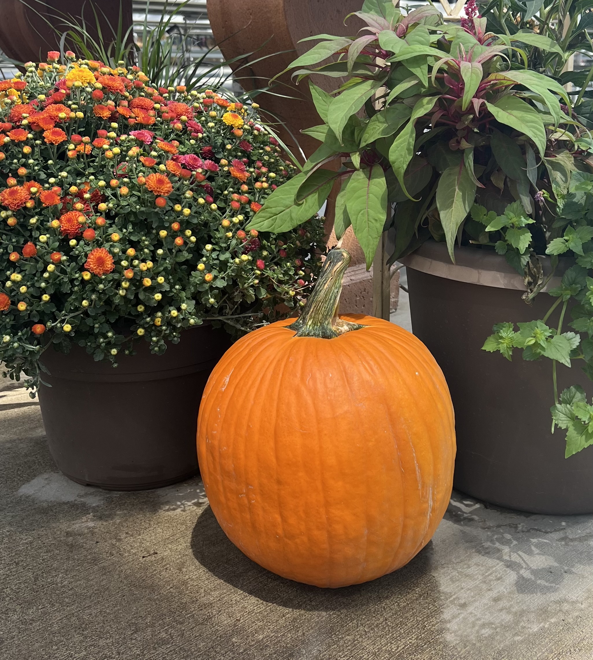 Large Jack 'O Lantern Pumpkin