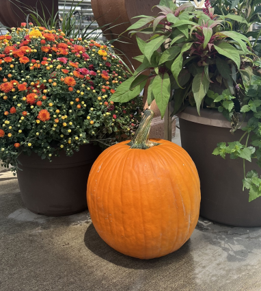 Large Jack 'O Lantern Pumpkin