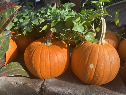 Small Jack 'O Lantern Pumpkin