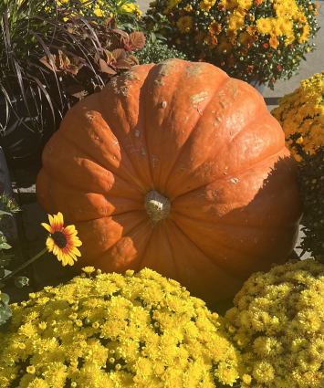 Giant Jack 'O Lantern Pumpkin