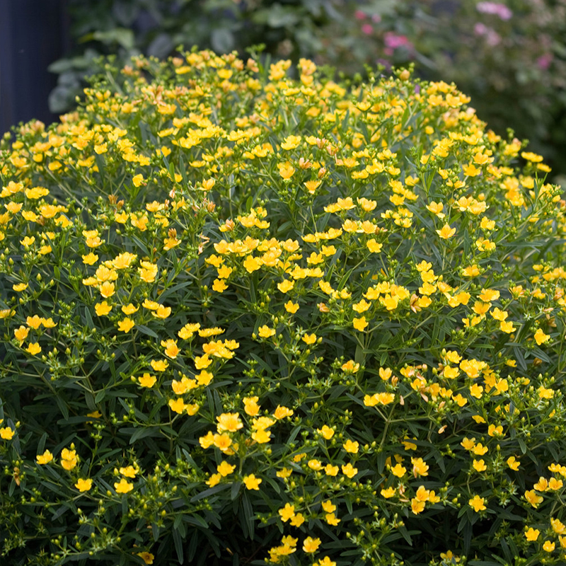 HYPERICUM PROVEN WINNNERS