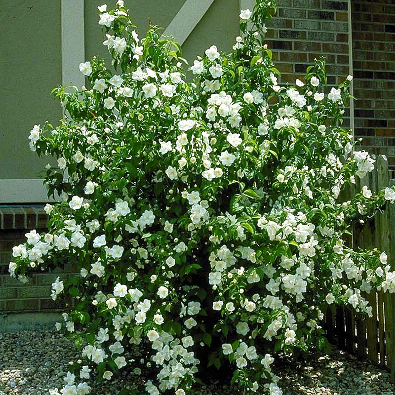 MOCK ORANGE