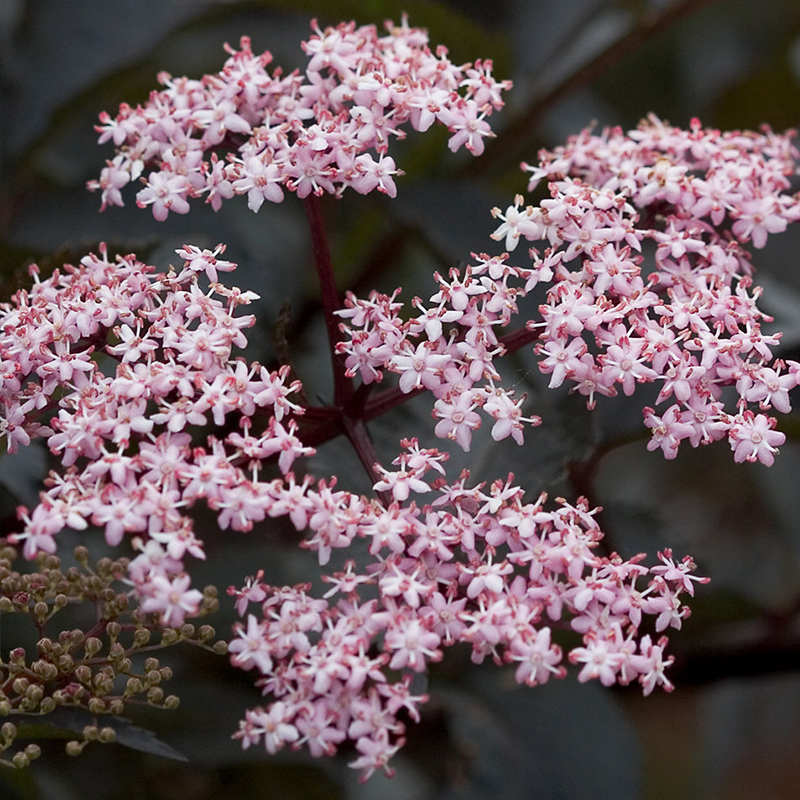 SAMBUCUS PROVEN WINNERS