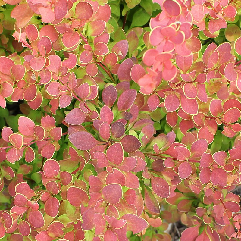 RED BARBERRY