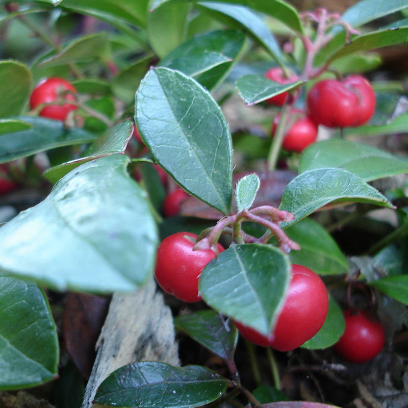 GAULTHERIA