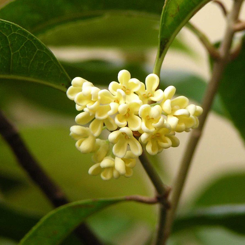 OSMANTHUS