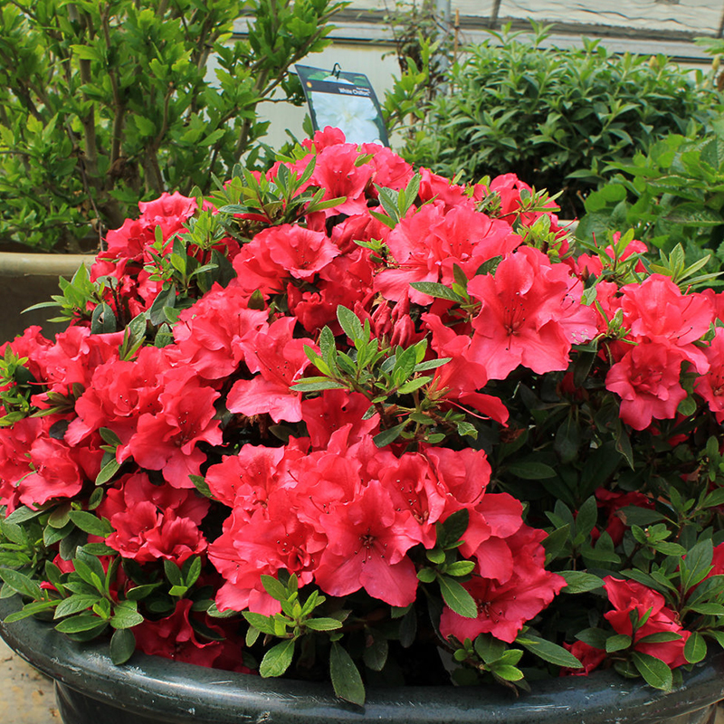 AZALEA PROVEN WINNERS