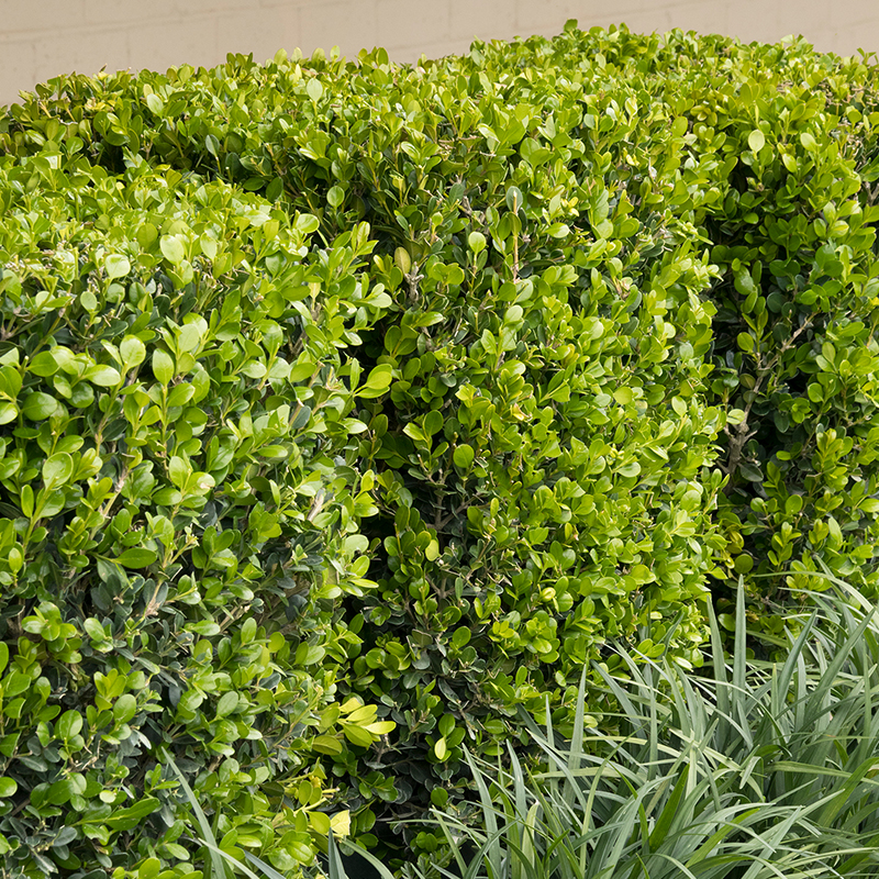 BOXWOOD SHRUBS