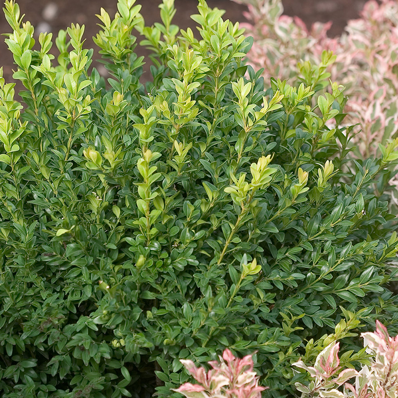 BOXWOOD PROVEN WINNERS