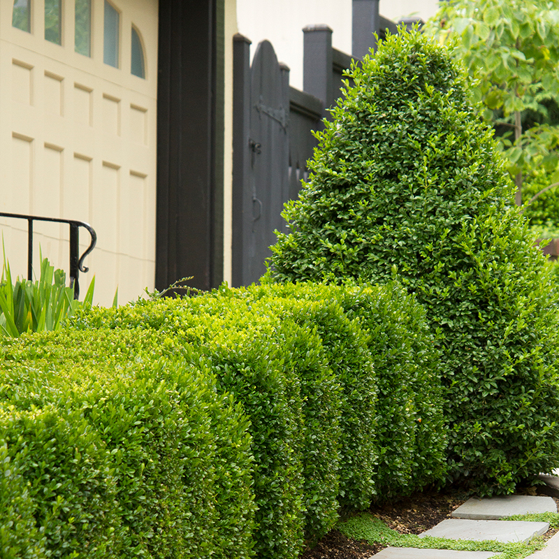 BOXWOOD SPECIAL TRIM