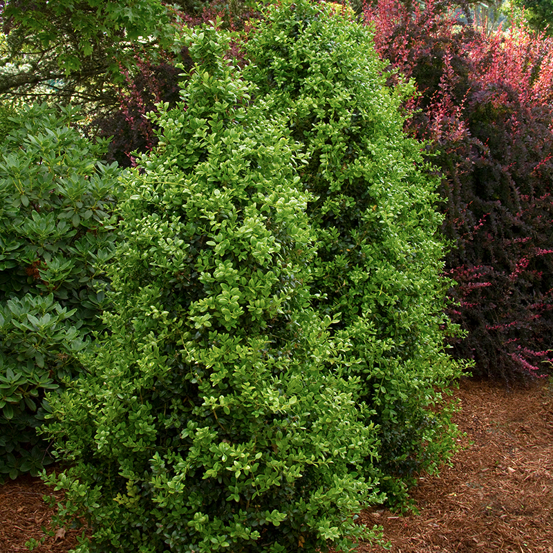 BOXWOOD UPRIGHT