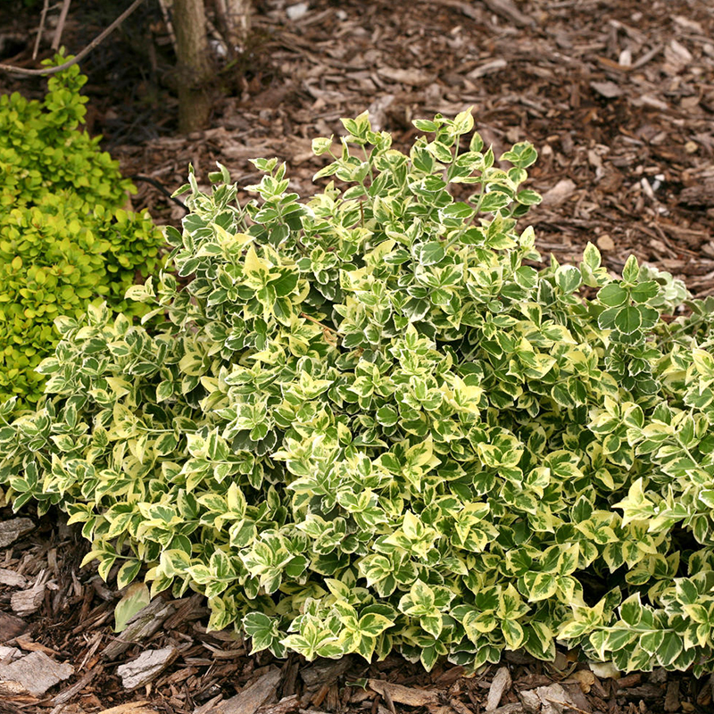 EUONYMUS PROVEN WINNERS