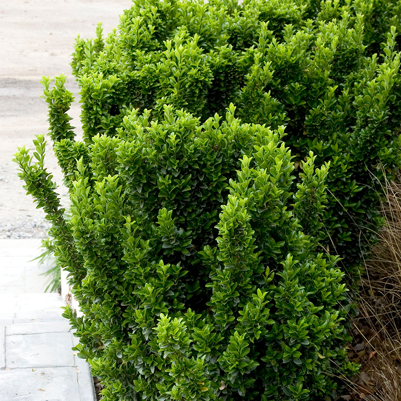 EUONYMUS UPRIGHT