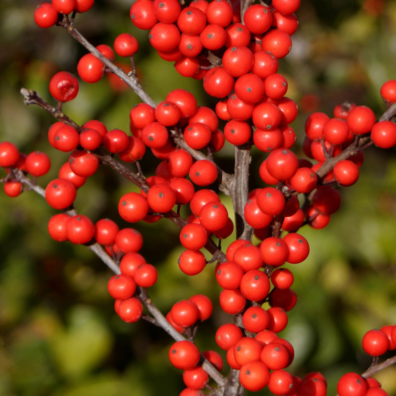 EVERGREEN SHRUB HOLLY