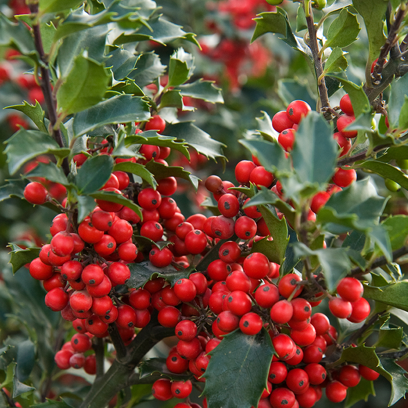 SELF-POLLINATING HOLLY SHRUBS