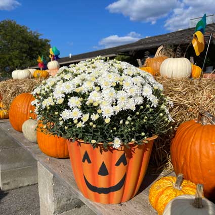 HALLOWEEN CONTAINERS