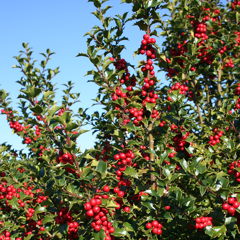 UPRIGHT &amp; TREE-FORM HOLLY