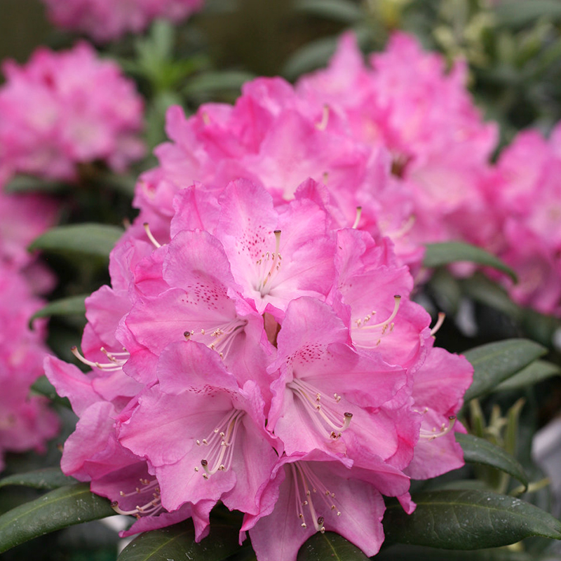 RHODODENDRON