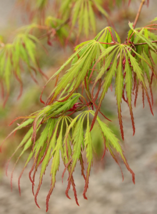 MAPLE, JAP. SPRING DELIGHT 7 GAL