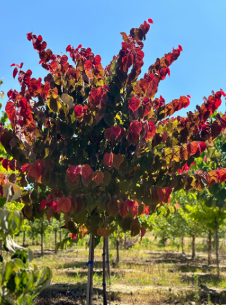 REDBUD, HEARTS A'FIRE 10 GAL