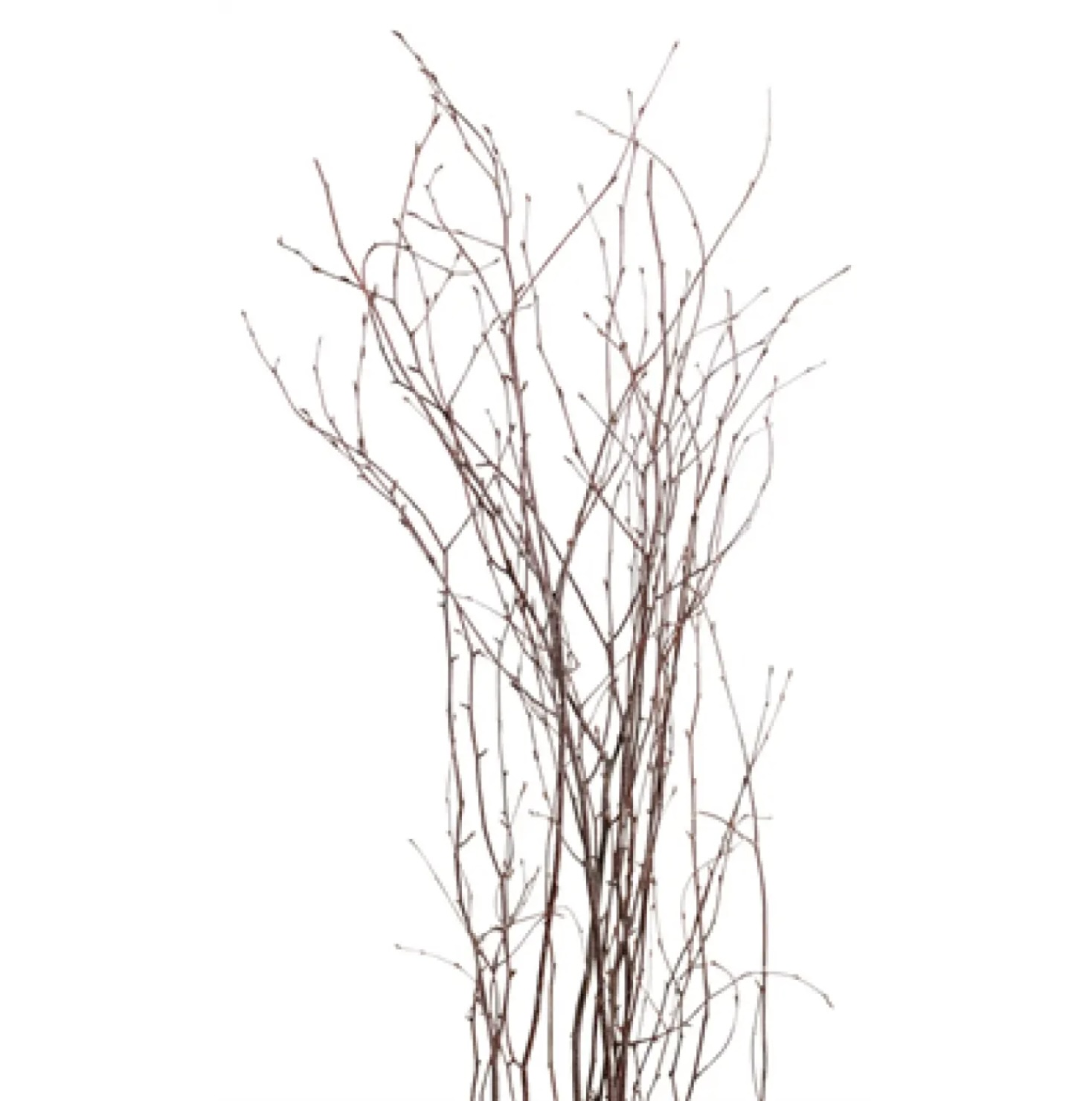 Natural Birch Branches