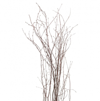 Natural Birch Branches