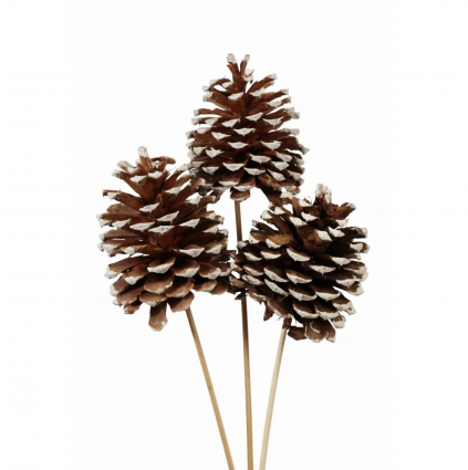 White Tipped X-Large 3-Stem Jeffrey Pine Cones