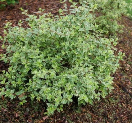 Mucho Gusto® Abelia 2G