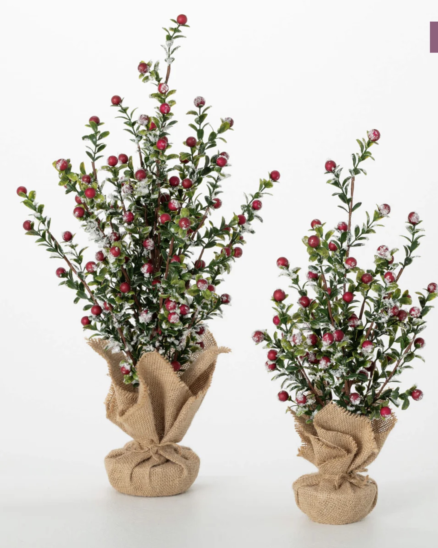 Boxwood Berry Tree (large)