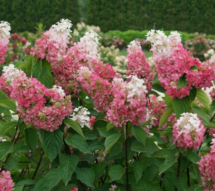 Pinky Winky Prime® Panicle Hydrangea 3-5G