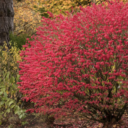 Dwarf Burning Bush 7G