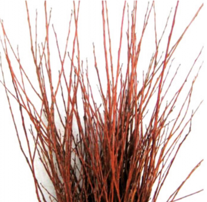 Medium Bunch of Willow Flame 