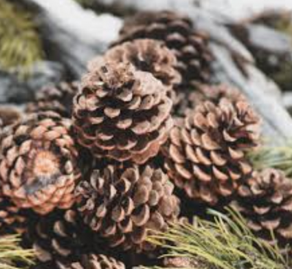 Cinnamon Pine Cone