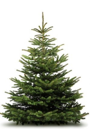 Nordmann Fir  7-8 feet