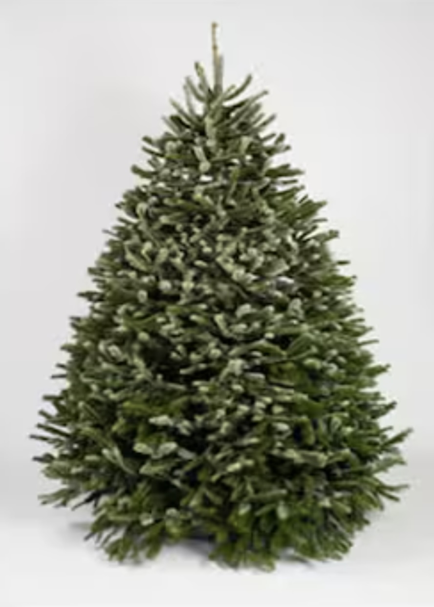 Nordmann Fir 8-9 feet