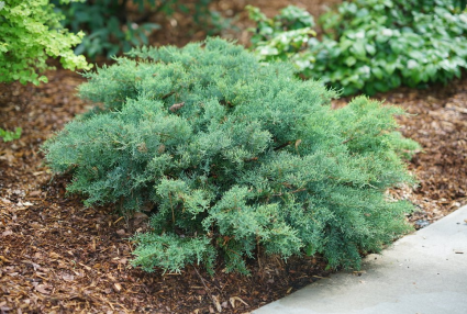 Montana Moss Juniper 3-5G