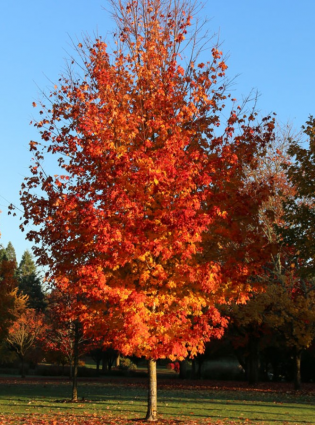 Autumn Fest Maple 1.5"