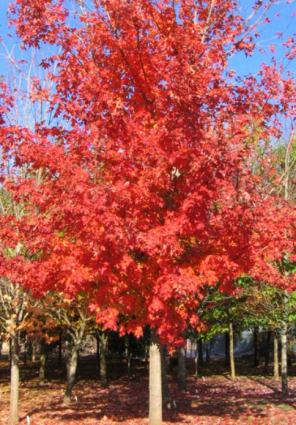 Autumn Splendor Maple 1.5"