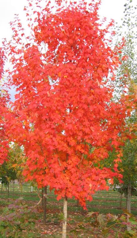  Autumn Splendor Sugar Maple 2"