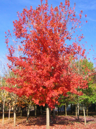 Autumn Splendor Maple 2.5"