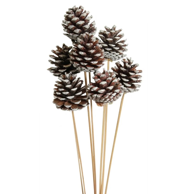 White Tipped Pine Cones ( 10 Stems)