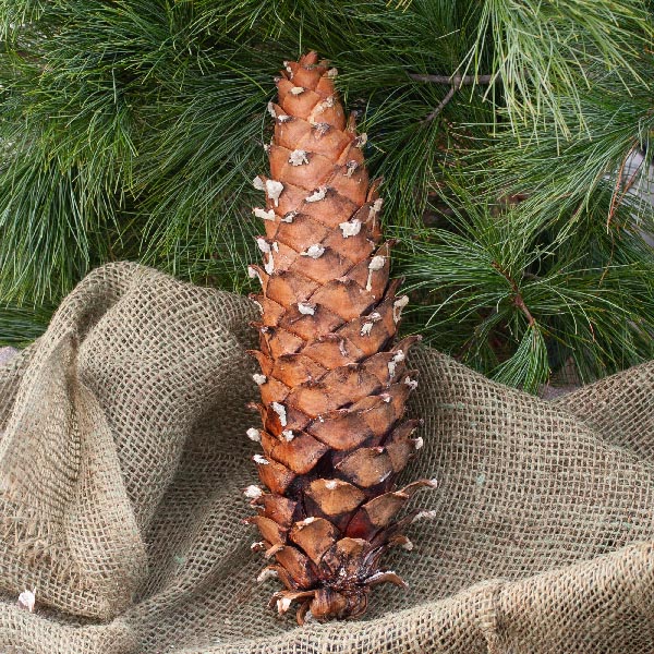 Sugar Pine Cones 10-16"