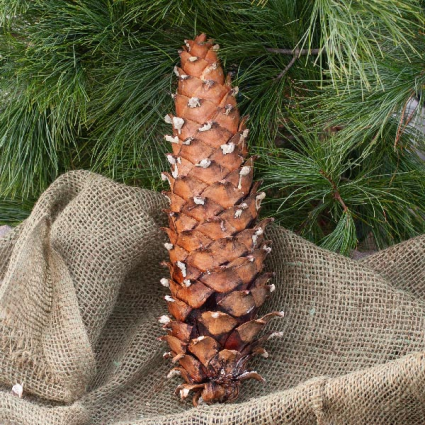 Sugar Pine Cones 10-16"