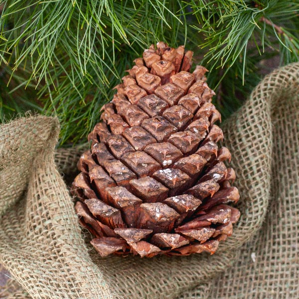 BIRCH POLES AND PINECONES