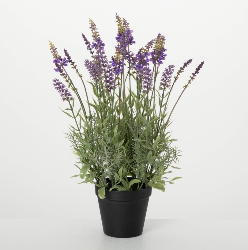 Black-Potted Lavender Plant 